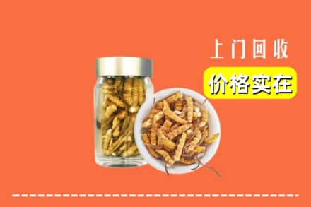 周口项城市回收散虫草