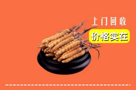 周口项城市回收冬虫夏草